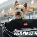 viajar en avion con un perro