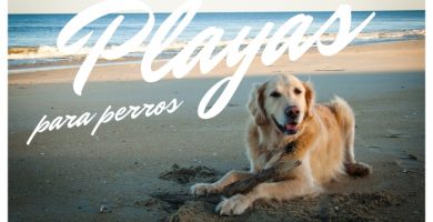 playas habilitadas para perros